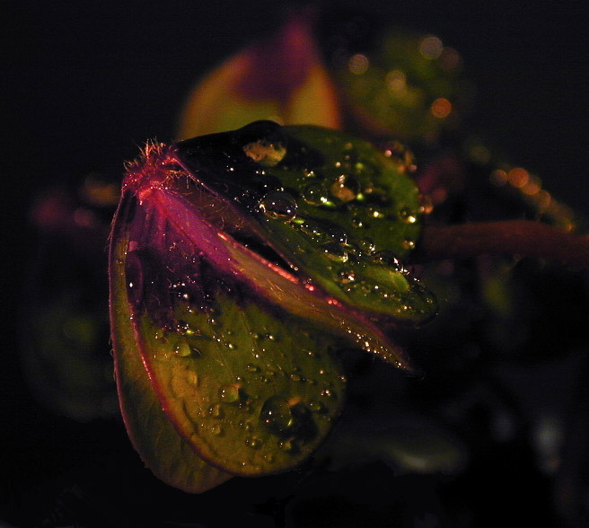 photo "Drops III" tags: macro and close-up, nature, flowers