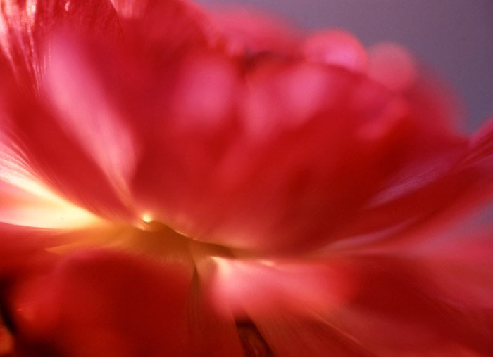 photo "Brasero" tags: macro and close-up, nature, flowers