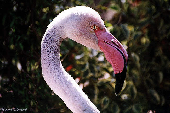 photo "Flamingo" tags: nature, 