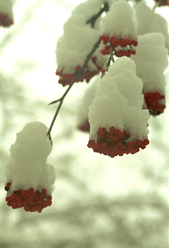 photo "Winter etude" tags: landscape, nature, flowers, winter
