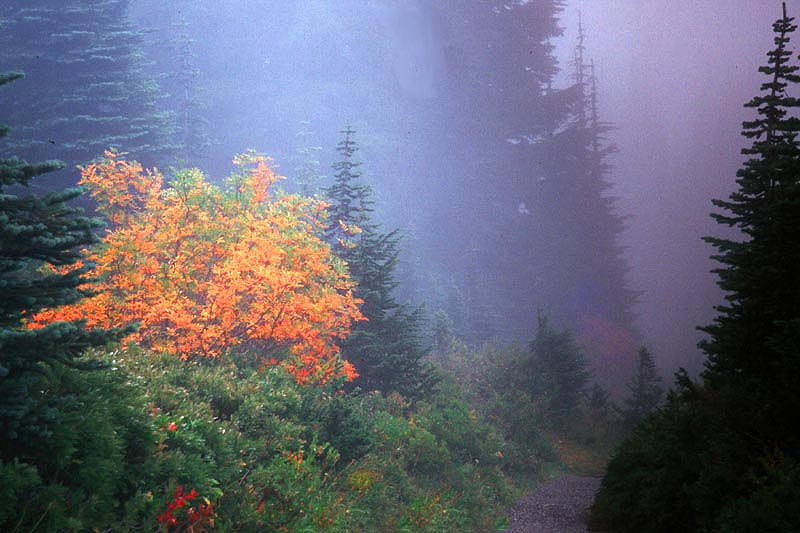 photo "On Mt. Rainier" tags: travel, landscape, North America, mountains