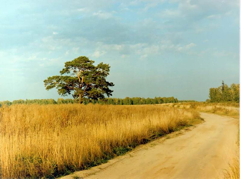 фото "рожь" метки: пейзаж, лето