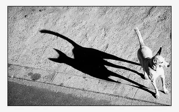 photo "The dog with a cat shadow" tags: nature, humor, pets/farm animals