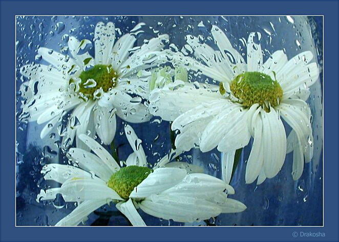 photo "Behind the glass.....* *" tags: misc., nature, flowers