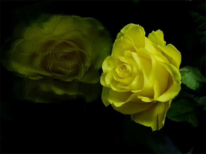 photo "Metamorphosises of a yellow rose" tags: still life, portrait, 