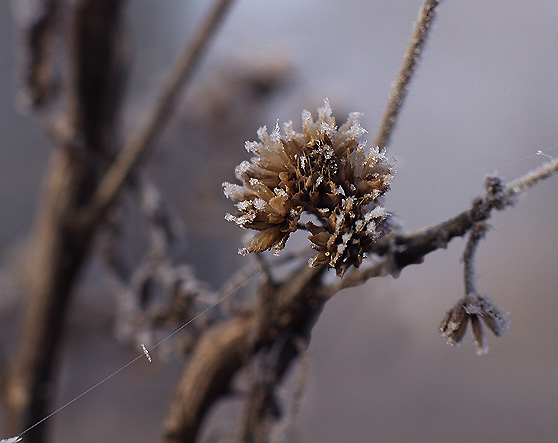 фото "The Winter Blues #2" метки: макро и крупный план, природа, цветы