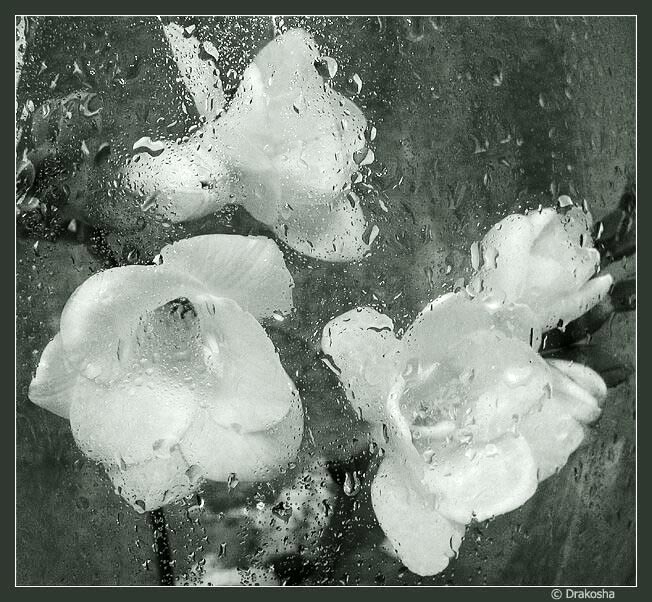 photo "Behind the glass.....* **" tags: misc., nature, flowers