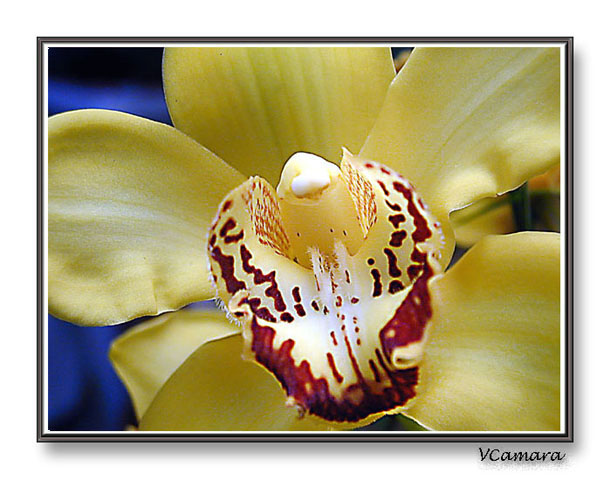 photo "Orchid" tags: macro and close-up, 