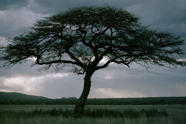 photo "Acacia" tags: travel, landscape, Africa