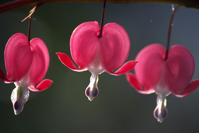 photo "Bleeding heart (Dicentra spectabilis)" tags: macro and close-up, nature, flowers
