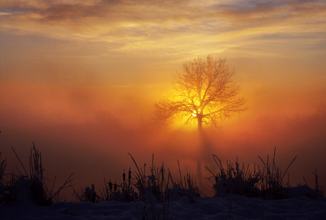 photo "The Magic Tree" tags: landscape, autumn, sunset