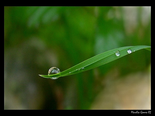 photo "Drop..." tags: macro and close-up, 