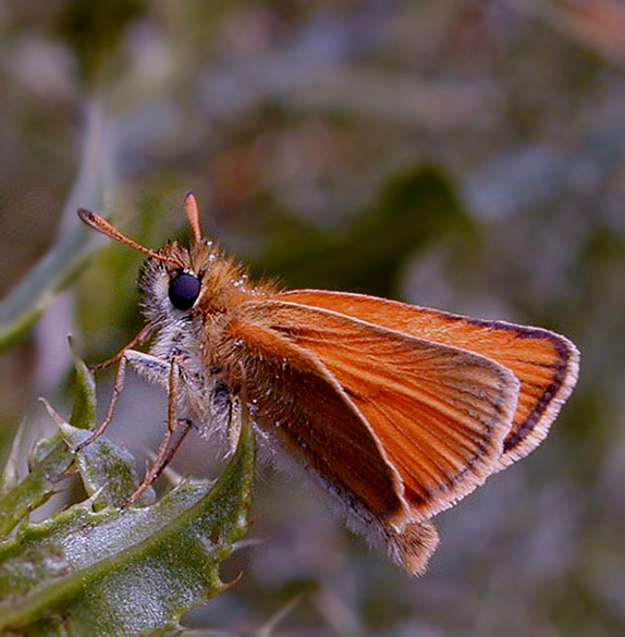 photo "Butterflly 4" tags: macro and close-up, nature, insect