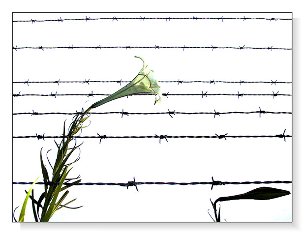 photo "Forbidden ways" tags: abstract, nature, flowers