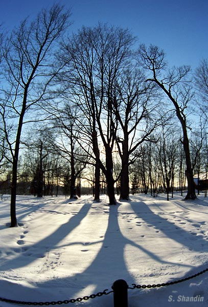 photo "Winter trees in Kolomenskoe" tags: landscape, winter