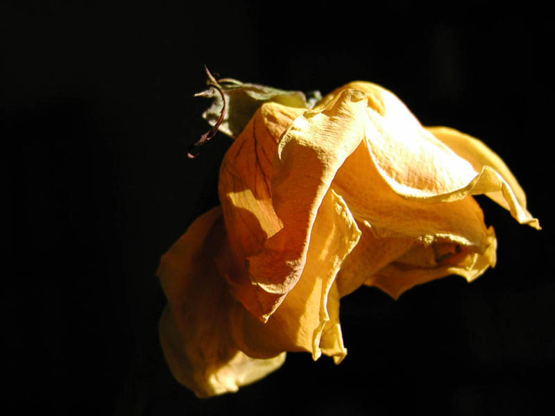 photo "Yellow Rose & Sunlight" tags: nature, flowers