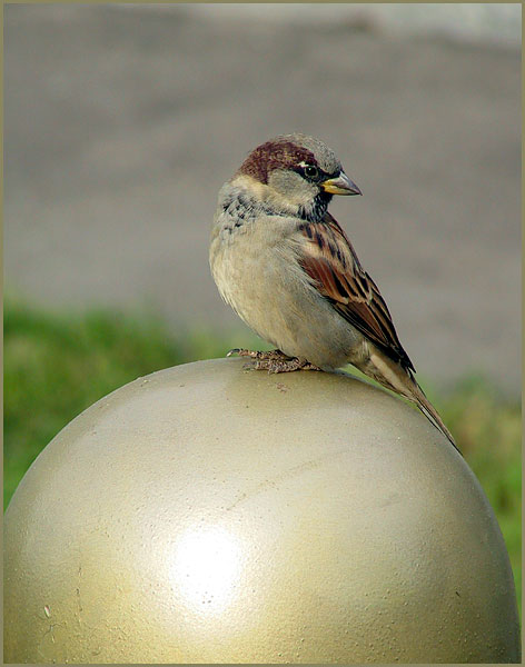 photo "Untitled photo" tags: nature, humor, wild animals