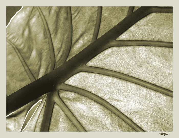 фото "Спрут" метки: макро и крупный план, природа, цветы