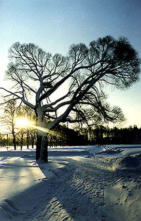 photo "Avenue of memory." tags: landscape, winter