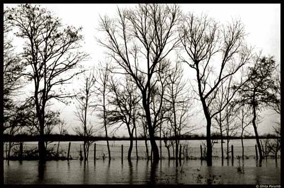 photo "flooded" tags: nature, landscape, water