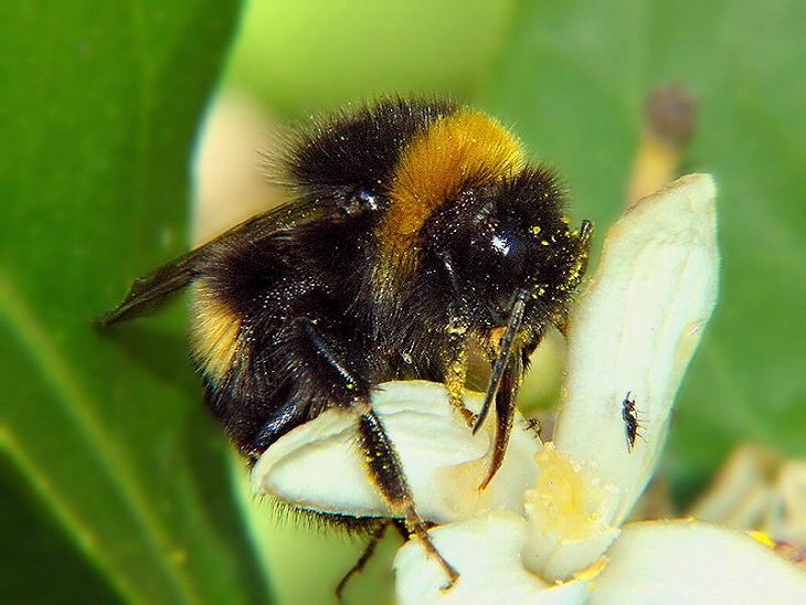 photo "Bumble bee" tags: nature, macro and close-up, insect