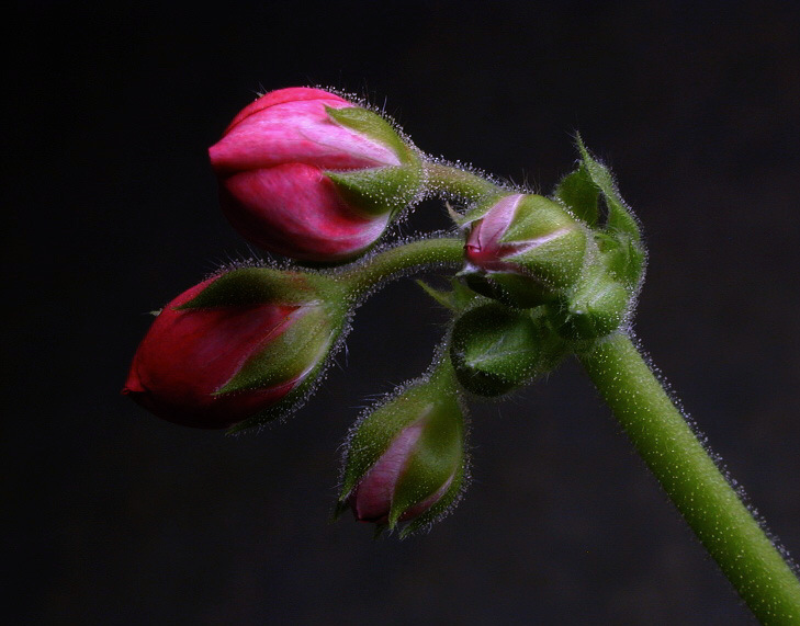 photo "Untitled 2" tags: macro and close-up, nature, flowers