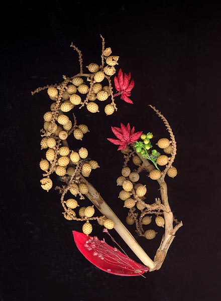 photo "Untitled photo" tags: still life, 