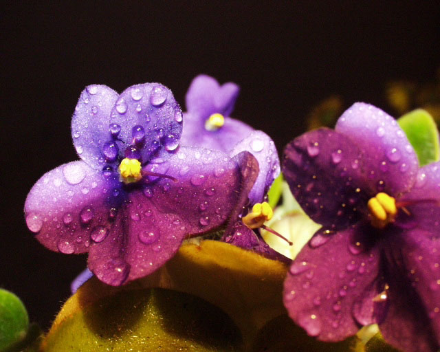 photo "Moths" tags: nature, flowers