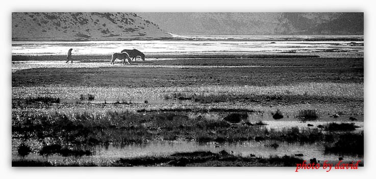 photo "Gaucho and his horses" tags: misc., 