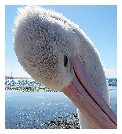 photo "Mr Percival" tags: nature, travel, Australia, wild animals