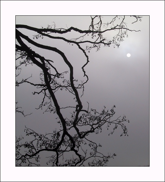 фото "A Tree and the Sun" метки: природа, пейзаж, зима, цветы