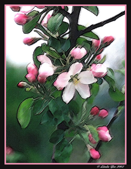 photo "Apple Blossoms" tags: montage, nature, flowers