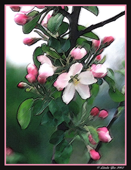 фото "Apple Blossoms" метки: фотомонтаж, природа, цветы