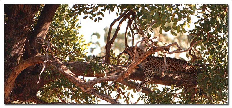 photo "Leopard" tags: nature, wild animals