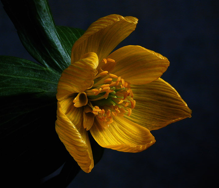 photo "February Blossom" tags: macro and close-up, nature, flowers