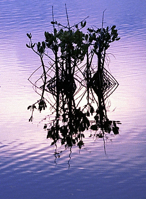 photo "Reflection" tags: landscape, sunset, water