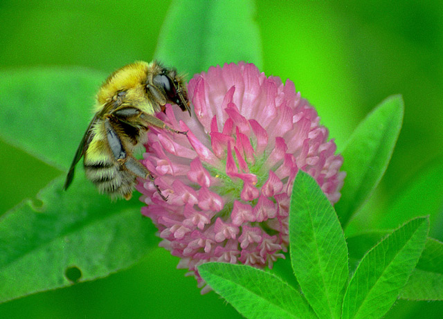 photo "Bumblebee (Bombus ussurensis)" tags: macro and close-up, nature, insect