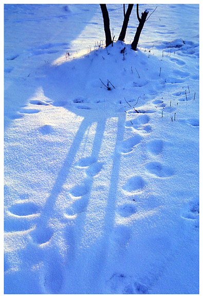 photo "Three Bohatyrs" tags: landscape, nature, flowers, winter