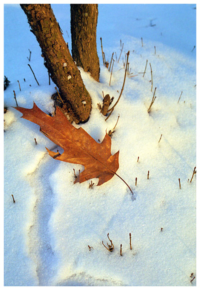 photo "Letter from Autumn" tags: landscape, nature, flowers, winter