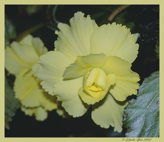 photo "Sunshine Yellow Beauty - Butchart Gardens" tags: nature, travel, North America, flowers