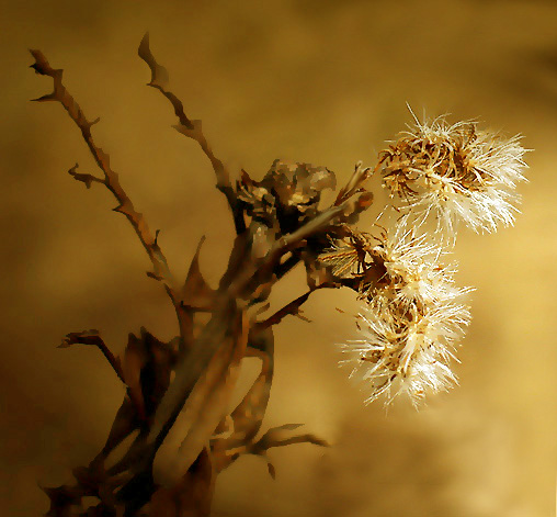 photo "Gothic Flower Dance" tags: humor, nature, 