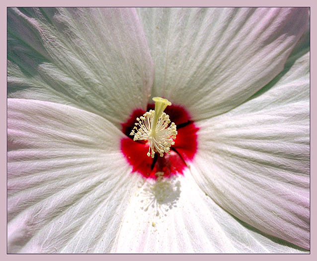 фото "Просто цветок..." метки: природа, цветы