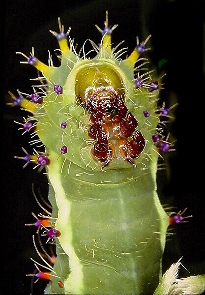 photo "Gum caterpillar" tags: nature, macro and close-up, insect