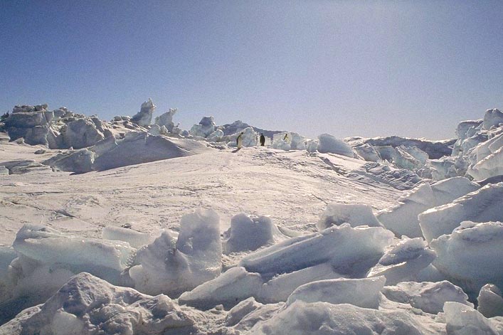 фото "Антарктика,январь,жара!" метки: природа, дикие животные