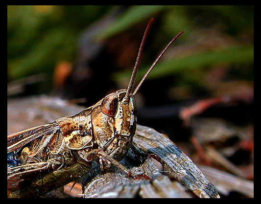 photo "Grasshopper" tags: macro and close-up, still life, 