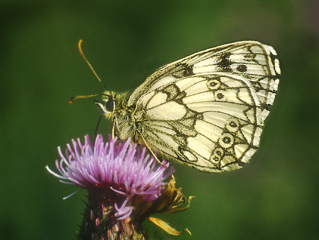 photo "Marbled White on Thistle" tags: nature, macro and close-up, insect