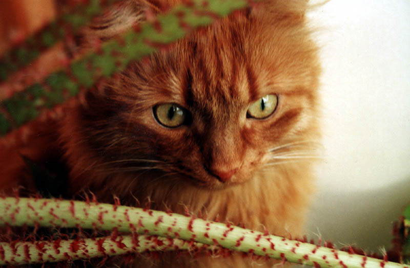 photo "cat" tags: nature, pets/farm animals