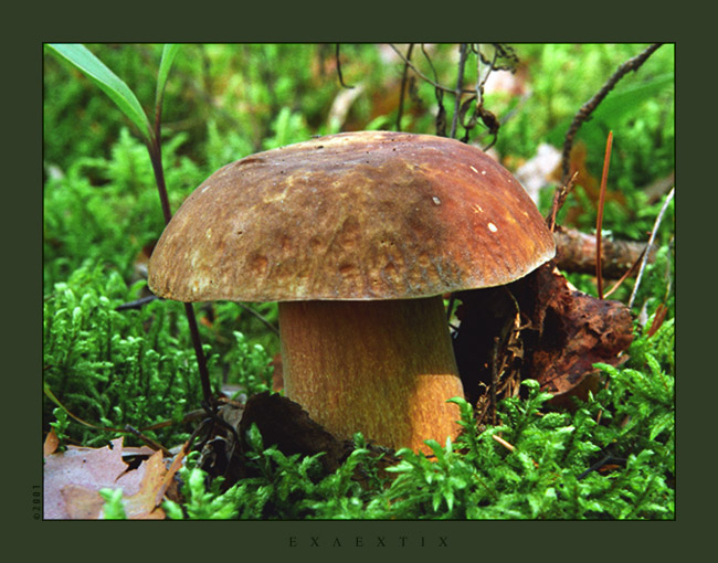 фото "Белый гриб" метки: природа, 