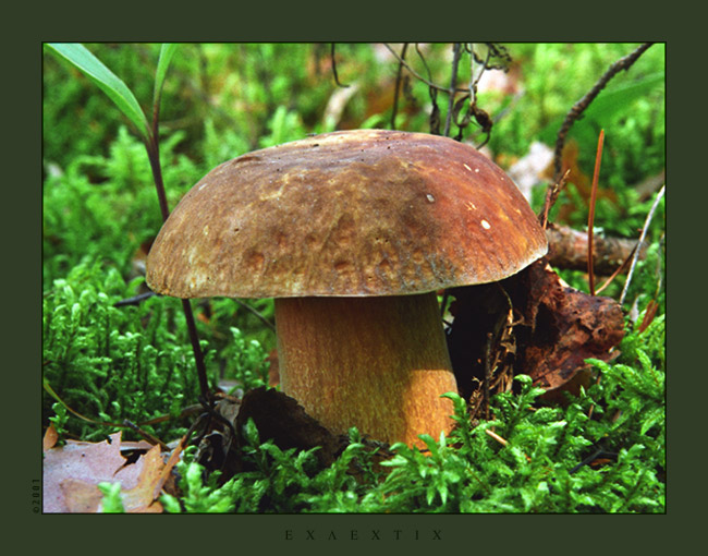 photo "Boletus edulis" tags: nature, 