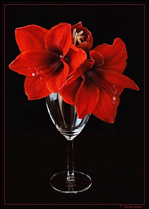 photo "I wish you love!!" tags: misc., still life, 
